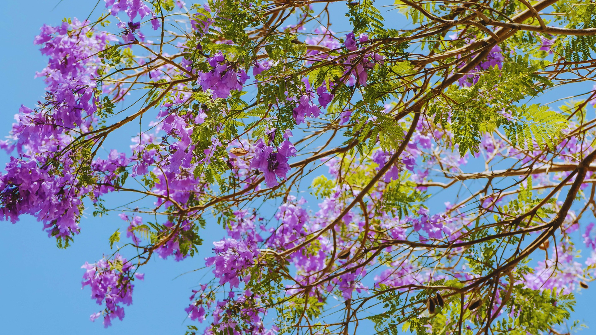 Fleurs des Jacarandas à Séville